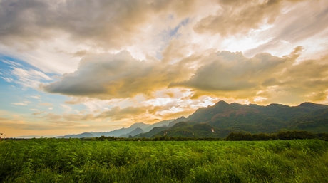 Cannabis Field