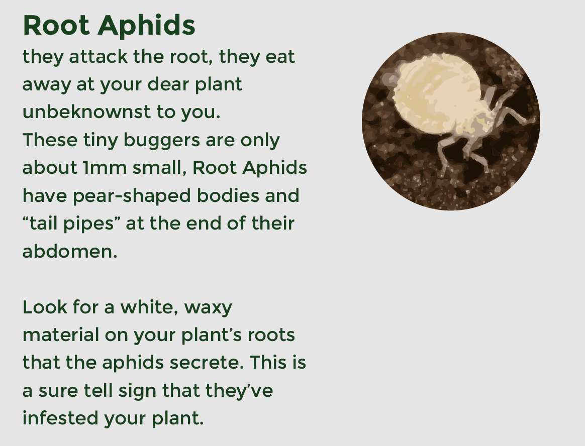 Root Aphids