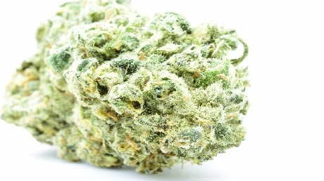 White Widow cannabis bud