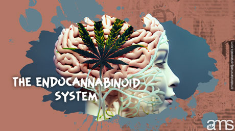 Understanding the Endocannabinoid System