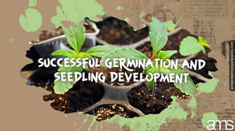 cannabis seedlings germinating