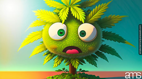 heat-suffering cannabis plant