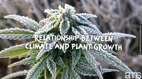 cannabis plant covered in frost