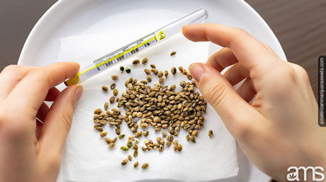 how to store cannabis seeds