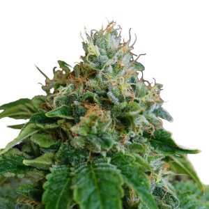 Medijuana Feminized Strain