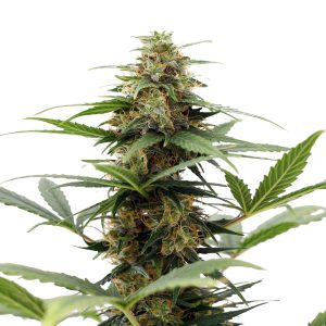 Gushers feminized weed seeds: easy-to-grow strains