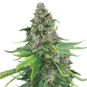 White NL XTRM Feminized Seeds