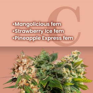 Fruit Basket Feminized Combo