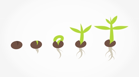 Germinating Marijuana