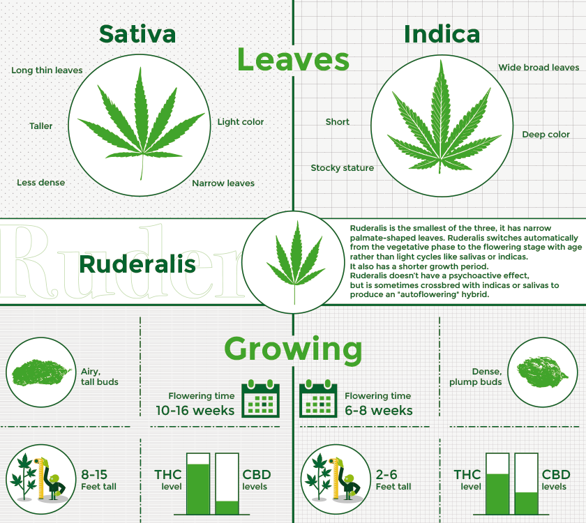 Sativa, Indica, Ruderalis Comparison