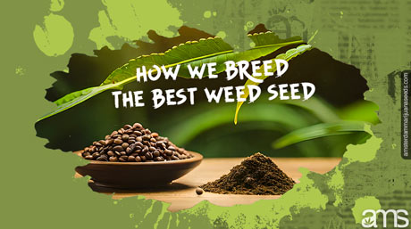 breed best weed seed