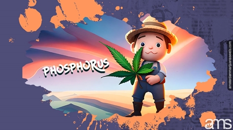 Phosphorus Deficiency Weed